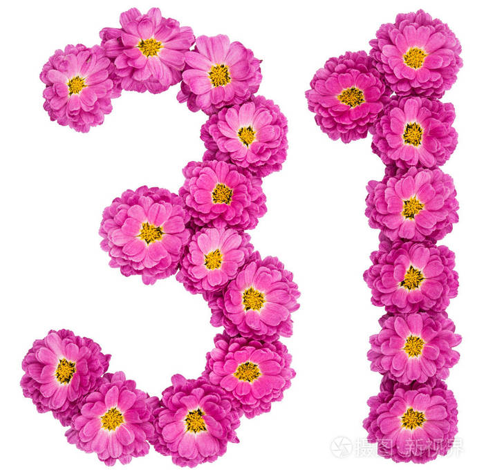 阿拉伯数字31三十一从菊花花是