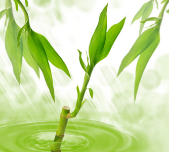 竹在水中