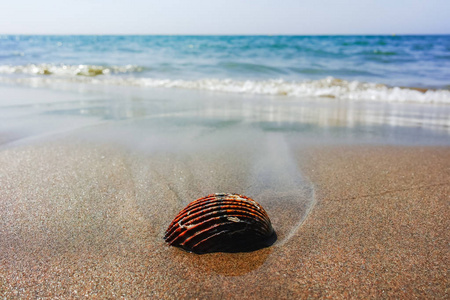 夏季海度假概念, 海贝壳在 sanly 海滩关闭