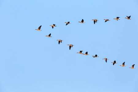 逆风飞翔大雁成群飞翔照片