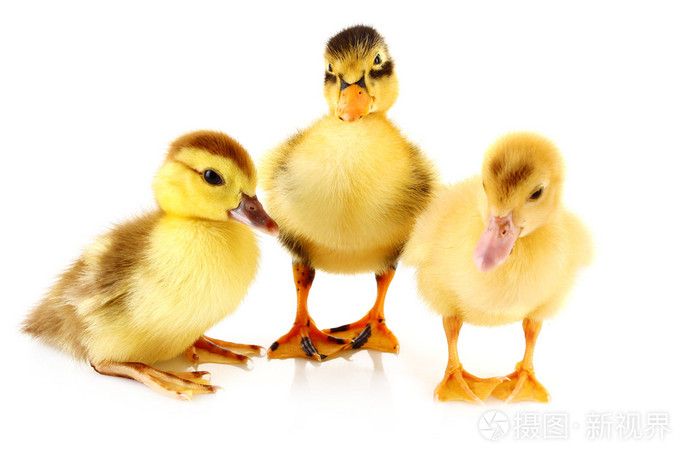 三个小鸭上白色隔离