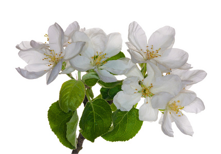 孤立的白色苹果树花