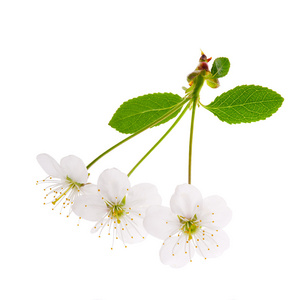 三个白色的樱花树花