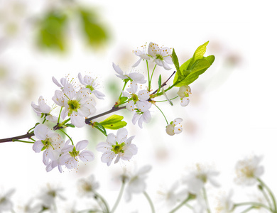 白樱桃树花背景