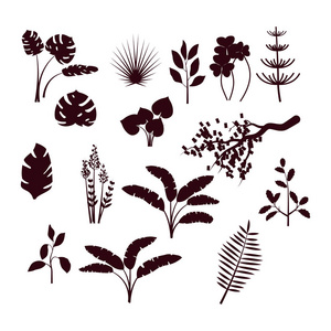 森林灌木和草剪影集照片