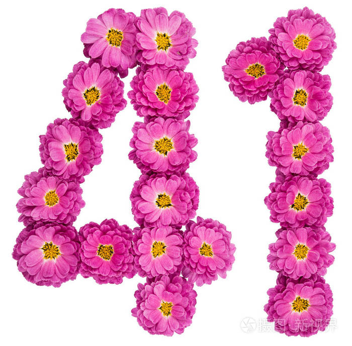 阿拉伯数字 41 四十一 菊花花 iso
