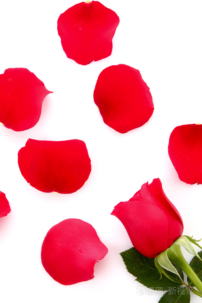 红玫瑰与堕落花瓣上白色隔离
