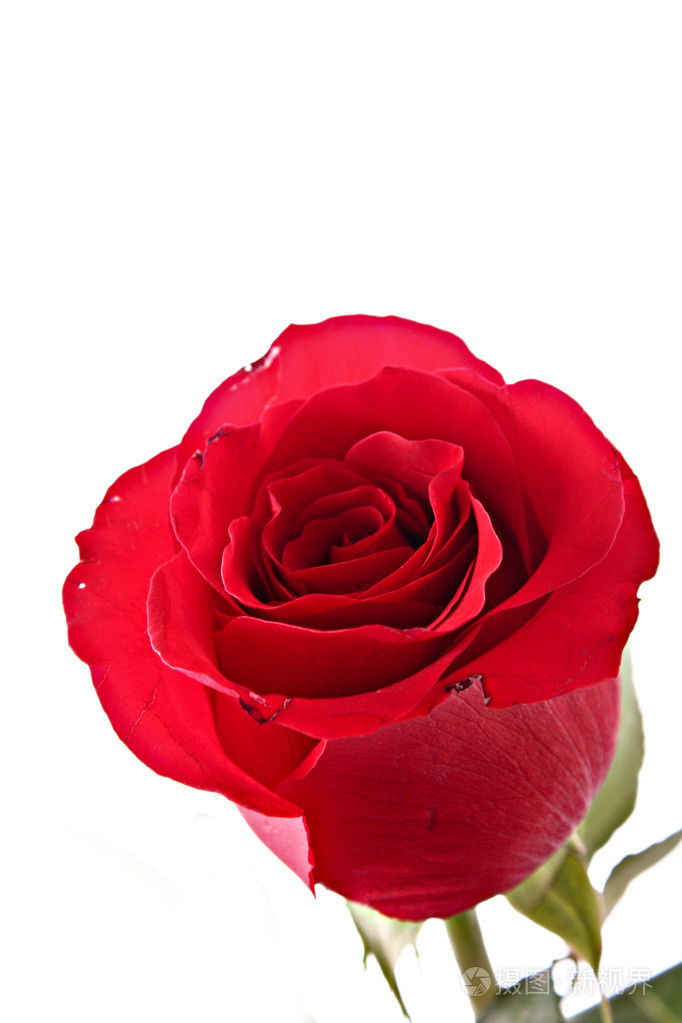 隔离白底红玫瑰特写