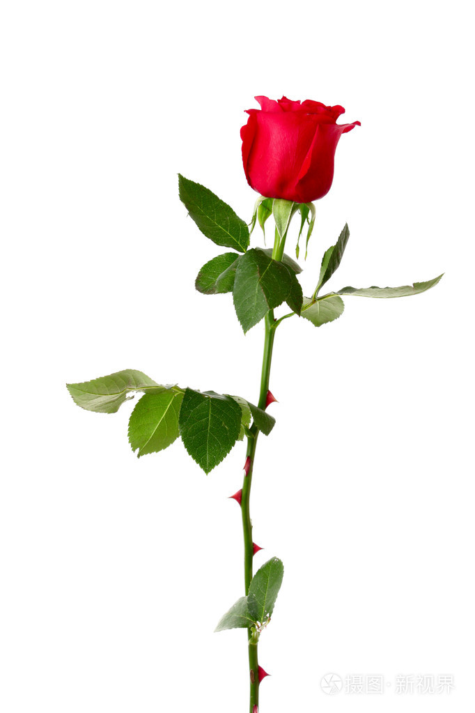 隔离白底红玫瑰特写