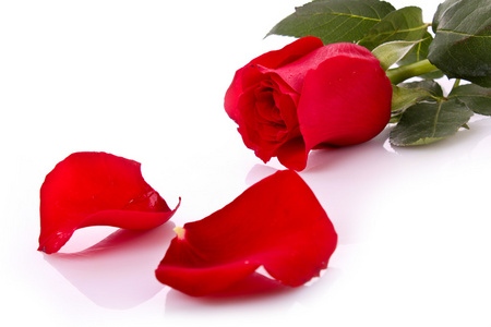 红玫瑰与堕落花瓣上白色隔离
