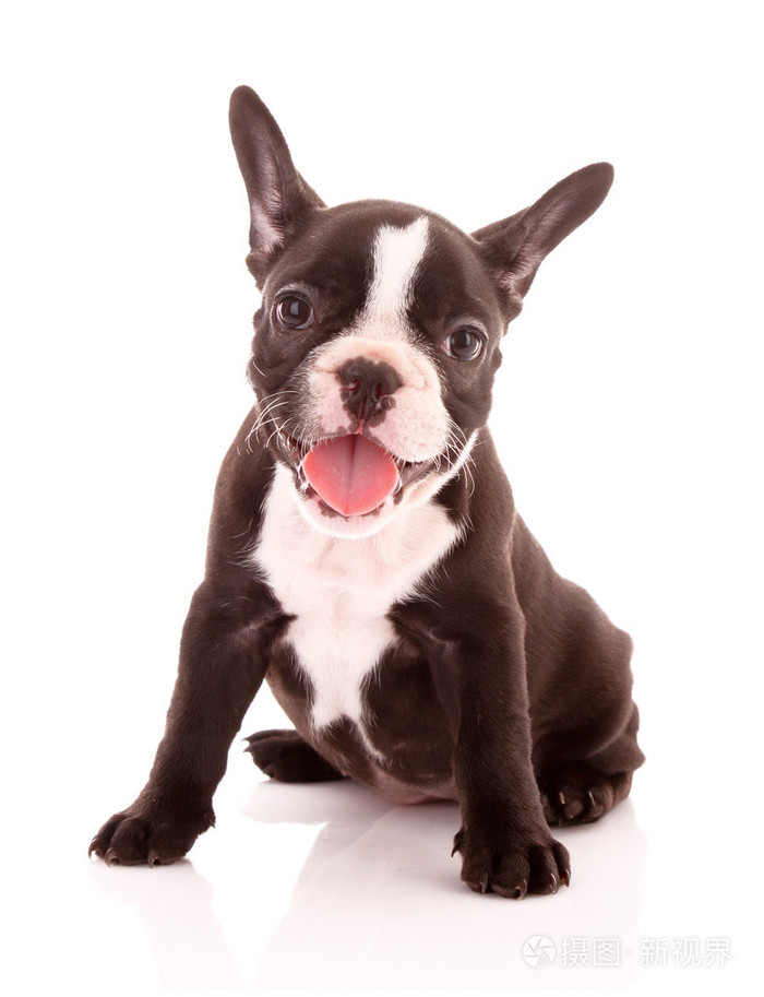 年轻的牛头犬隔离在白色