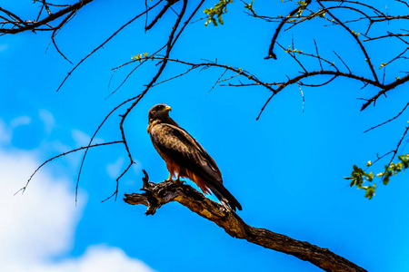 在南非克鲁格国家公园, 草原上的秃鹰栖息在树枝上, 在蓝天上