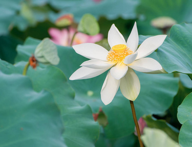 花园池塘莲花植物