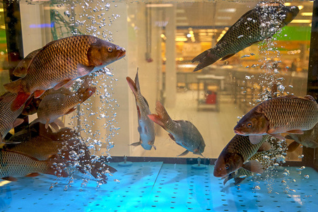 超市鱼超市里的活鱼照片