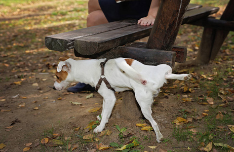 小狗尿尿图片-小狗尿尿素材-小狗尿尿插画-摄图新视界