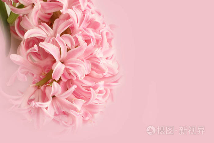 光粉红色的风信子花,粉红的底色上孤立