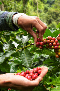 红色浆果咖啡豆农学家手上的特写