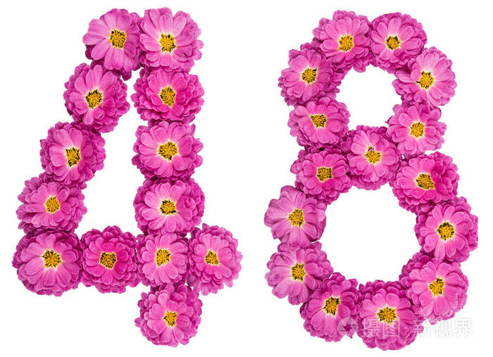 阿拉伯数字48四十八从菊花花我