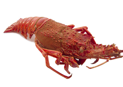 整个红龙虾图片