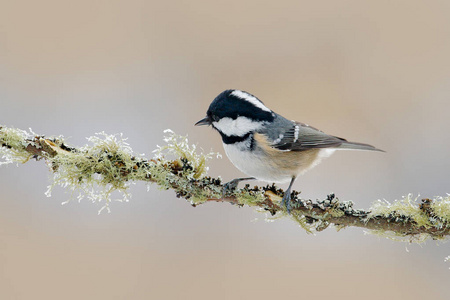蓝色和黄色的鸟图片-蓝色和黄色的鸟素材-蓝色和黄色的鸟插画-摄图新