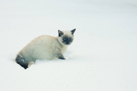 猫坐在雪中