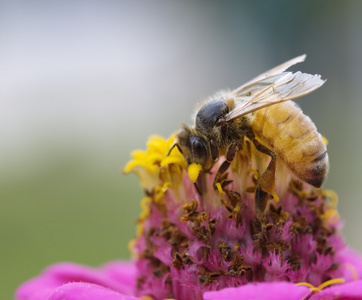 忙碌的蜜蜂秋工粉红黄花