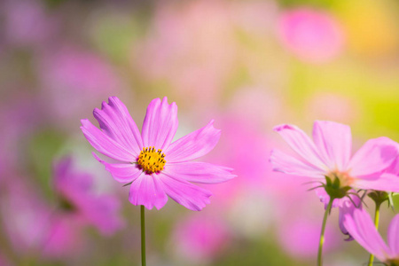 花园里的美丽的波斯菊花