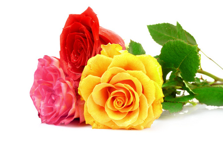 红玫瑰和白玫瑰图片