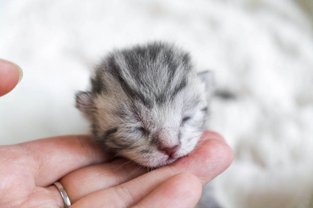 可爱的小猫呈带状分布。小猫宝贝