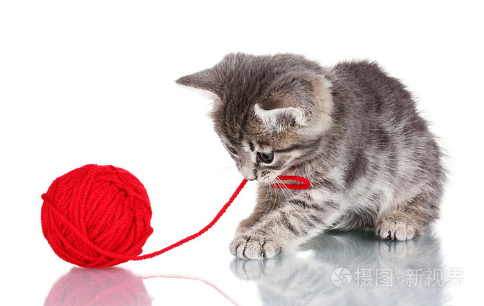 有趣的灰色小猫和线球隔离在白色上