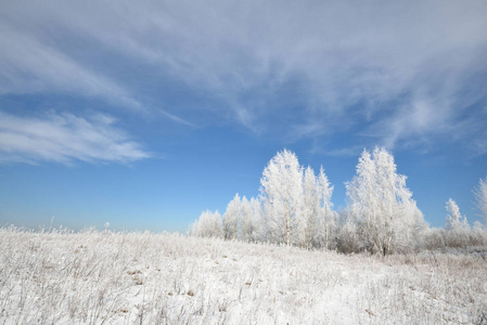 白桦树森林覆盖着雪和霜