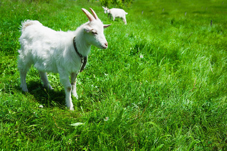 白山羊放牧在字段中对炎热的夏天