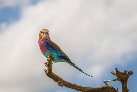 丁香花扣滚筒在马赛马拉, Kenia