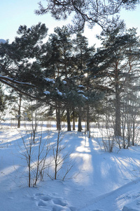 冬季森林覆盖着雪