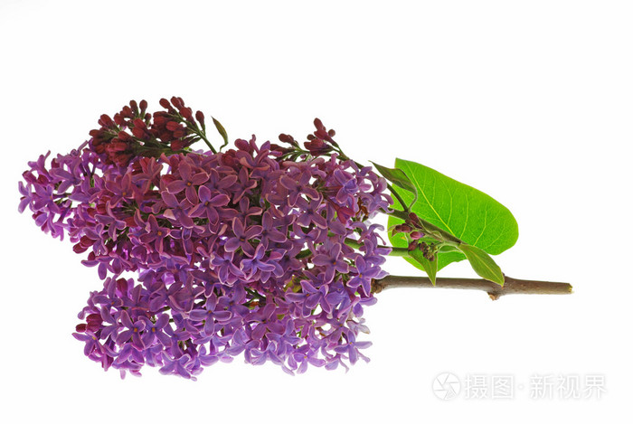 植 丁香花属 丁香花 紫丁香丁香紫 淡紫色照片 正版商用图片03d3h9 摄图新视界