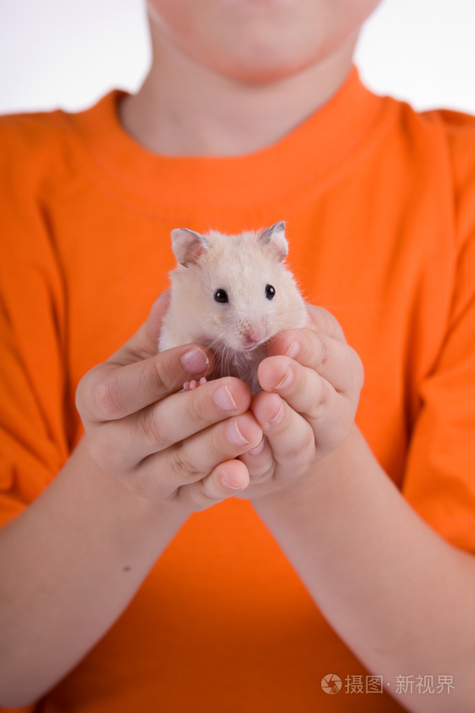 孩子们手中的仓鼠
