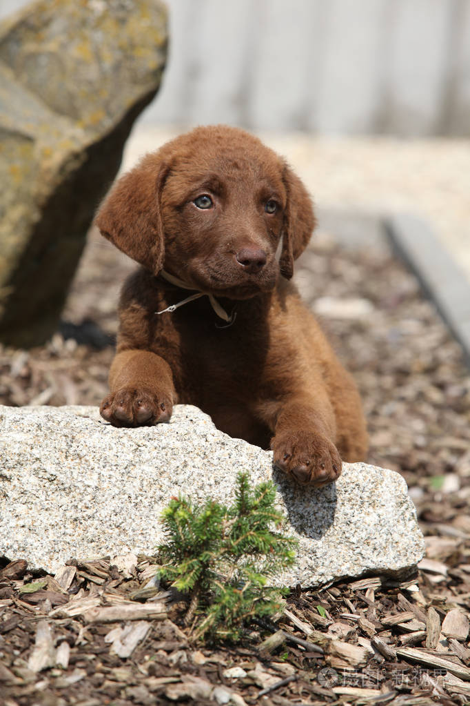 可爱的切萨皮克湾猎犬在石头上的小狗