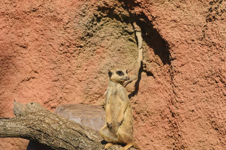 猫鼬或 suricate 站在树干上