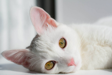 一只躺着的白猫的画像, 明亮的日光, 浅色的背景