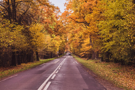 穿过森林的道路。秋天的景观与道路。秋天颜色的树
