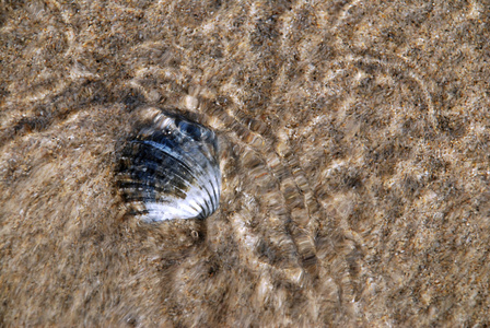 海中的贝壳