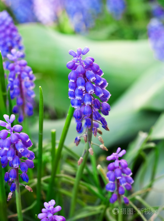 带绿叶的山谷紫百合