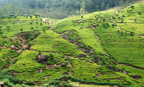 茶坊 茶园 茶场图片