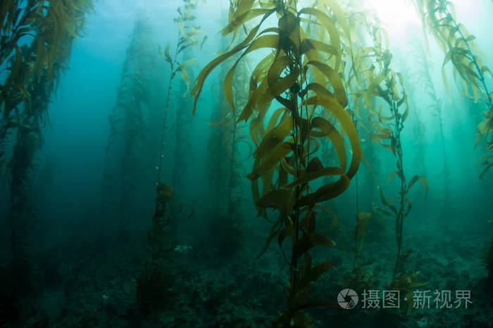 海带森林水下在加州