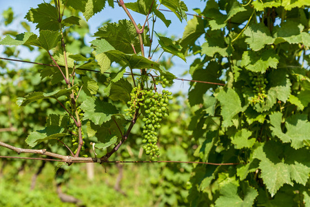 Kakheti, Kvareli wineyards 靠近高加索山脉的葡萄酒区葡萄园。Kakheti 地区的葡萄园, 佐治亚州