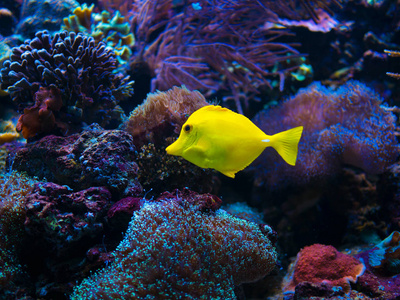 近距离黄色明亮的小鱼在水族馆游泳