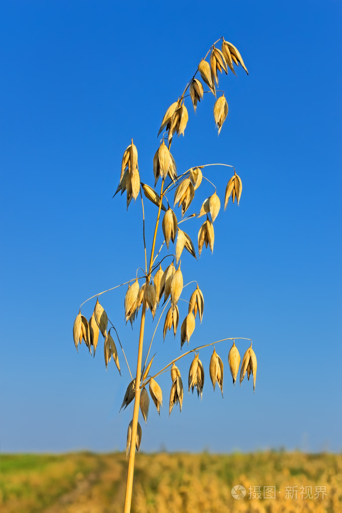 燕麦成熟穗