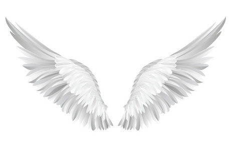 黑色和白色的翅膀图片