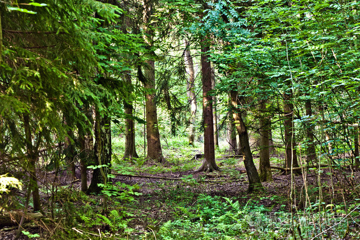野生森林中的树木