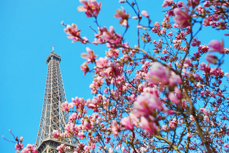 粉红色的玉兰花盛开着埃菲尔铁塔的背景。法国巴黎早春